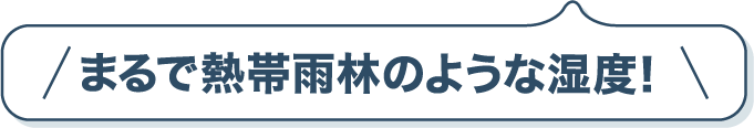 まるで熱帯雨林のような湿度！