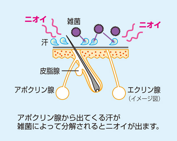 汗とニオイのメカニズム